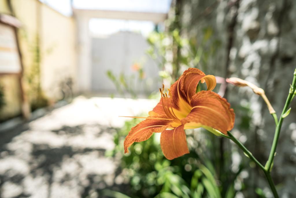 Eco Garten Guest House Shkodër Eksteriør billede